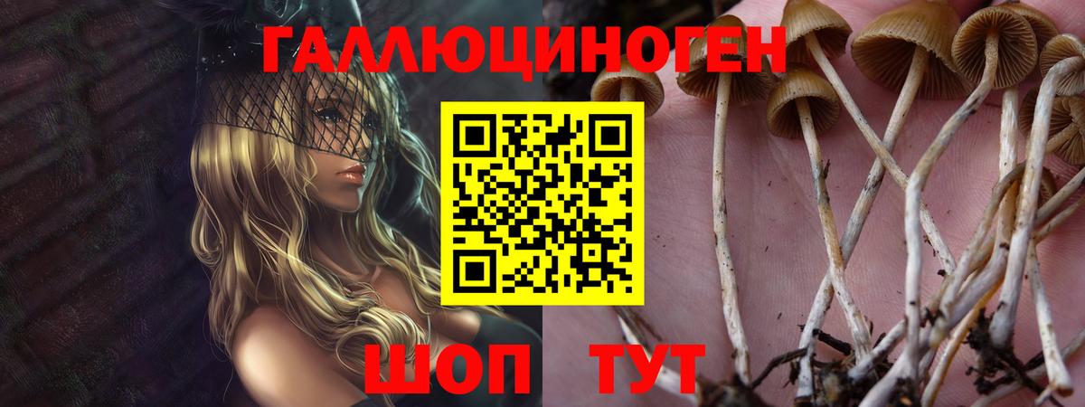 даркнет сайт  Псилоцибиновые грибы GOLDEN TEACHER  Вход с VPN  Псилоцибиновые грибы прущие грибы  Красноармейск 